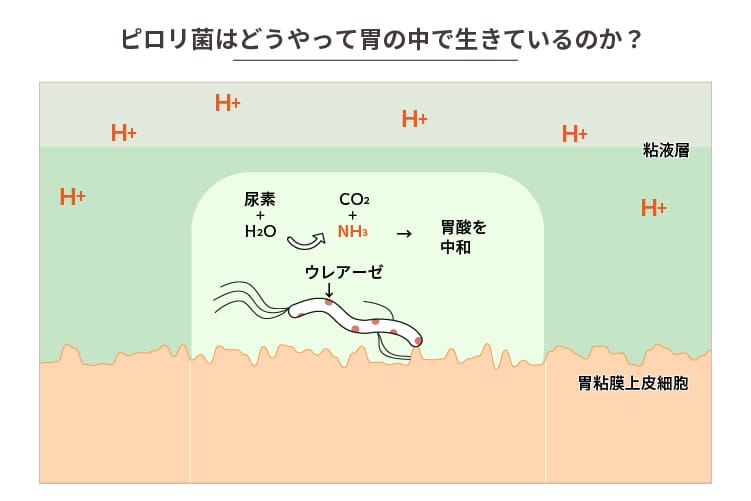 ピロリ菌はどうやって胃の中で生きているのか？